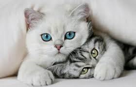 Рисунки: Котята