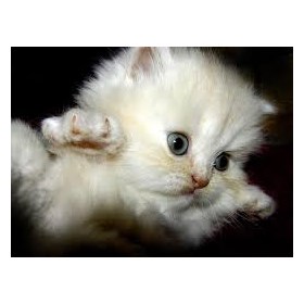 Рисунки: Котята