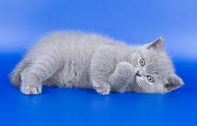 Рисунки: Котята