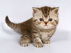 Рисунки: Котята