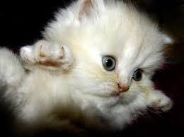 Рисунки: Котята