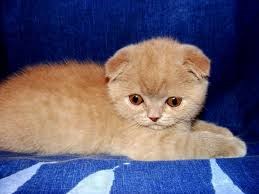 Рисунки: Котята