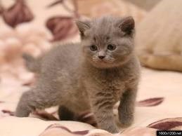 Рисунки: Котята