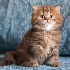 Рисунки: Котята