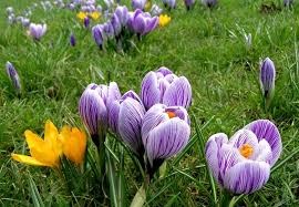 Рисунки: Природа