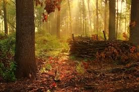 Рисунки: Природа