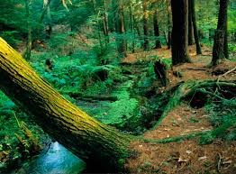 Рисунки: Природа