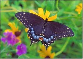 Рисунки: Природа