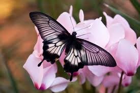 Рисунки: Природа